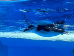 -海合安成都极地海洋公园