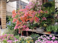 -溪岸路花鸟市场