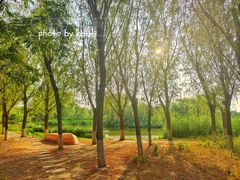 -大兴滨河森林公园