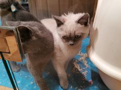 -藏猫猫咖啡主题馆(中央大道店)