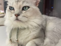 -怪兽屋·羊驼·猫咖·狗咖(俊华广场店)