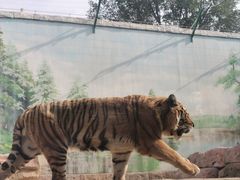 -四厂烩面(棉纺路店)