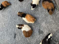 -广州长隆国际大马戏