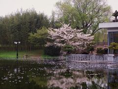 -上海共青森林公园