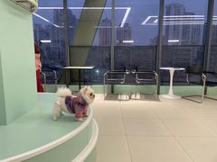 -怪兽屋·羊驼·猫咖·狗咖(俊华广场店)