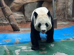 -成都动物园