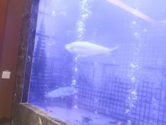 -忆江南·临江鱼馆