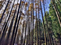 -山王坪喀斯特国家生态公园