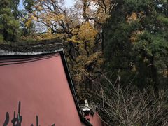 -天目山大树王景区