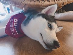 -Husky Go! 哈士奇体验馆·宠物咖啡厅狗咖