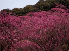 -新建村梅花