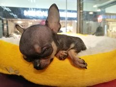 -乐宠宠物店(世纪金源店)