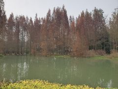 -桤木河湿地公园