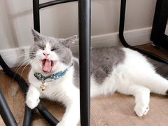 -东方名猫馆·英短金渐层布偶猫舍(环线广场1号楼店)