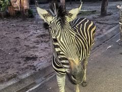 -清迈夜间动物园