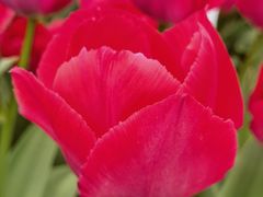 -石家庄市植物园