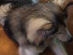 -李小姐の猫咖啡馆(五角场店)