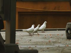 -宝通禅寺