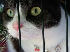 -海边的猫和咖啡馆