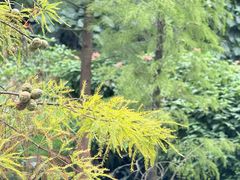 -云溪植物园