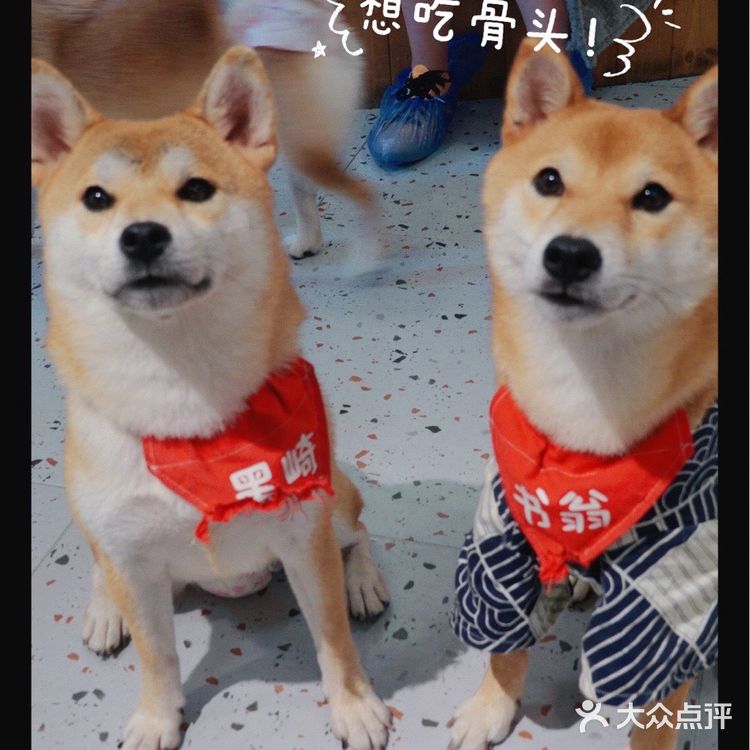 柴喵双全｜才貌双全