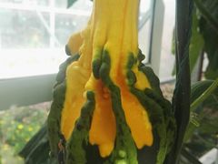-昆明植物园