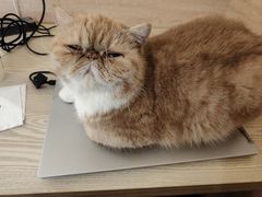 -滚猫咖啡·猫咖·猫友好撸猫(未来城店)