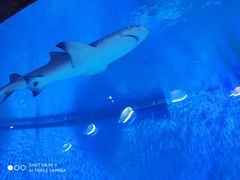 -华夏文旅海洋公园