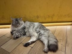 -天井·丑面包搭咖啡