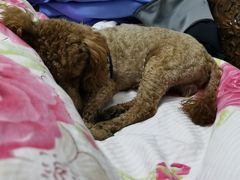 -宠福鑫康馨动物医院·骨科·眼科