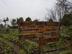 -鹅湖玫瑰文化园