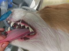 -达爱动物医院·犬猫分区·CT·复杂眼科(远洋山水分院)