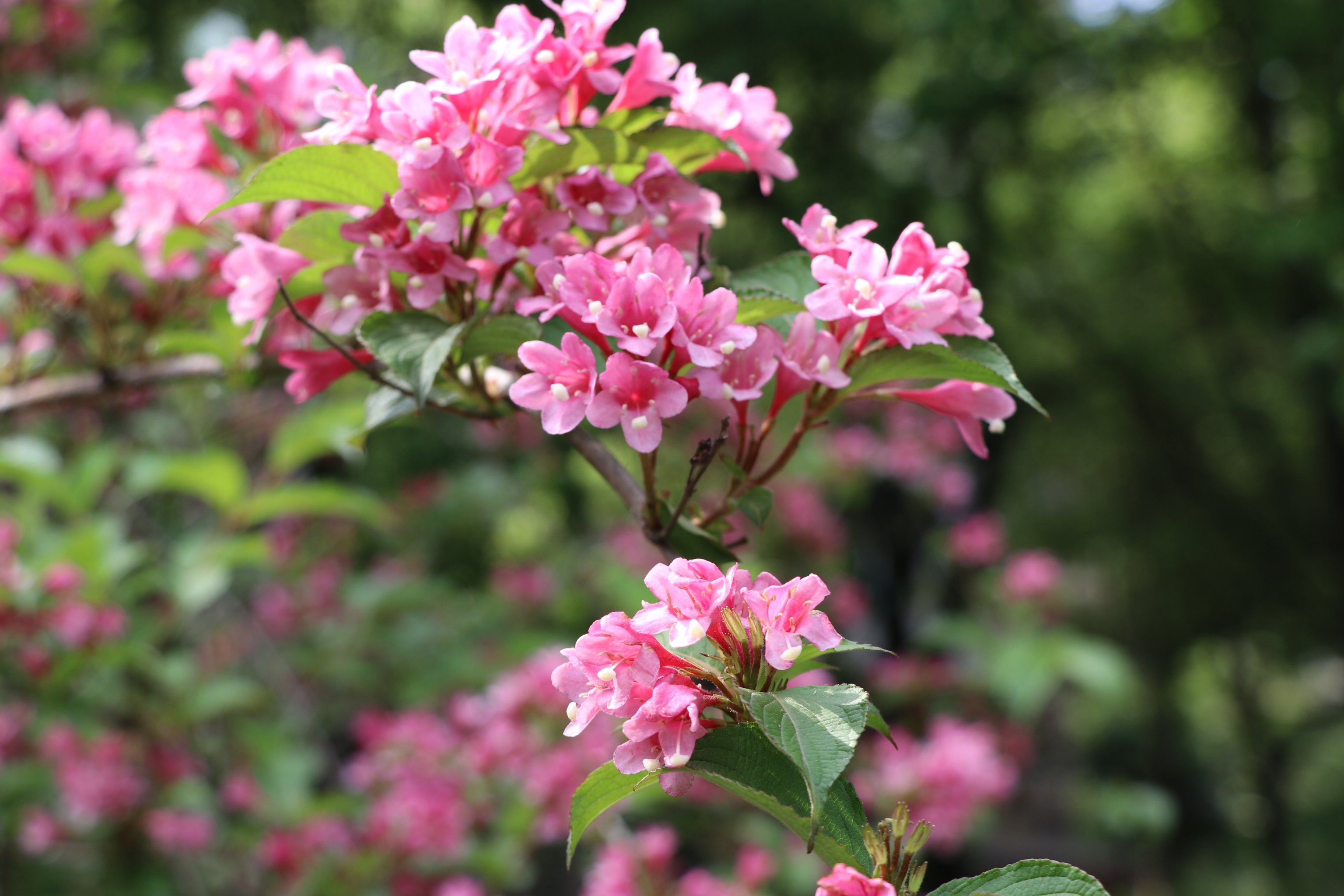 月季花的样子公园图片