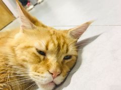-Heymao猫咖.咖啡厅(东门店)