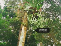 -中国科学院西双版纳热带植物园