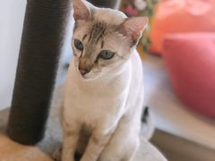 -藏猫猫咖啡主题馆(中央大道店)