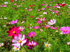 -大兴滨河森林公园