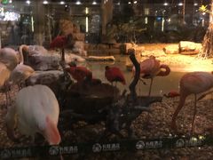 -白虎自助餐厅·真老虎·景观自助餐厅(广州长隆酒店)