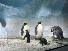-海合安成都极地海洋公园