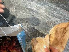 -囿面传统制面馆(中央路店)