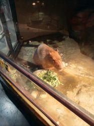 -未来动物城主题公园(正弘城店)