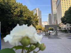 -中央公园(苏州工业园区)
