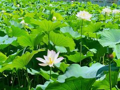 -莲花池公园