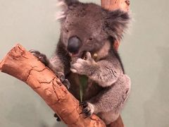 -费瑟代尔野生动物园