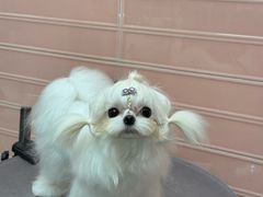 -FAELING PETS美天灵宠物(合生汇店)