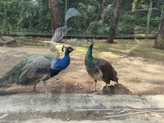 -贵州森林野生动物园