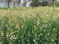 -苏州上方山国家森林公园