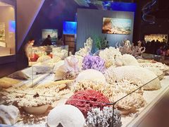 -贝林大翅鲸简餐厅(国家海洋博物馆店)