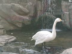 -燕塞湖鸟语林景区