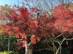 -西湖风景区-江洋畈生态公园
